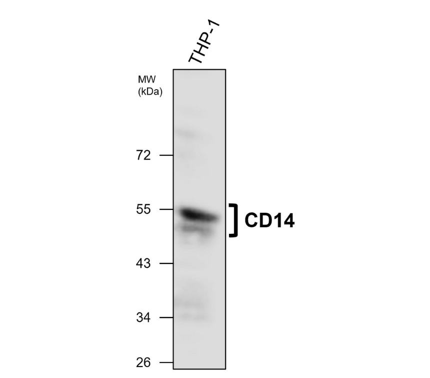 IRM302 CD14 antibody [PB-2] WB image