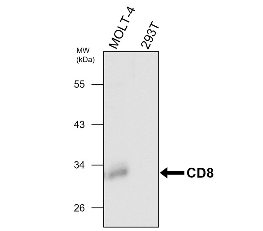 IRM308 CD8 antibody [PJ-8] WB image