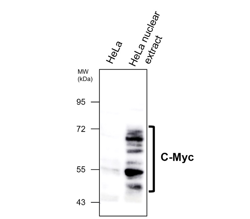 IRM309 c-Myc antibody [PK-9] WB image 