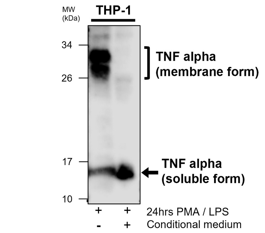 IRM314 TNF alpha antibody [PE-6] WB image