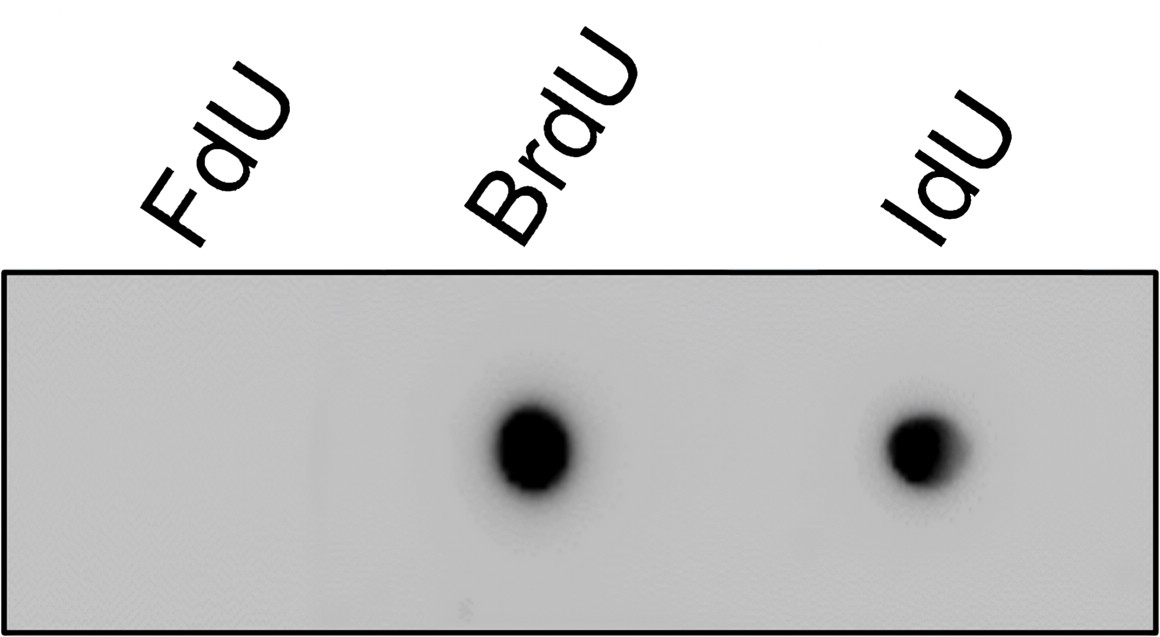 IRM315 BrdU antibody [PF-7] WB image 