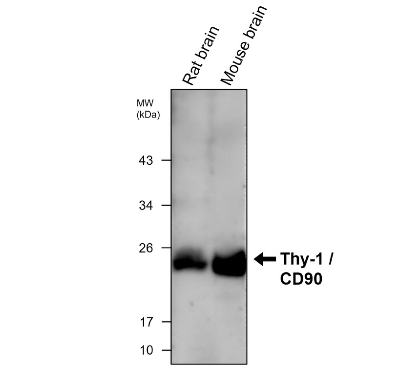 IRR201 mouse Thy-1 / CD90 antibody [PG-8] WB image