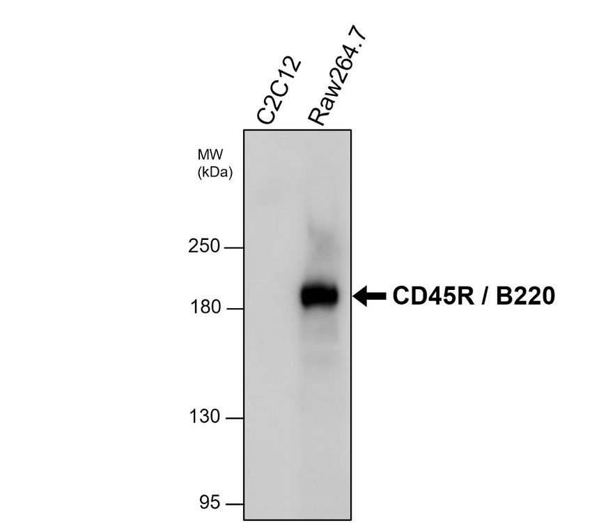 IRR202 mouse CD45 / RB220 antibody [PH-9] WB image