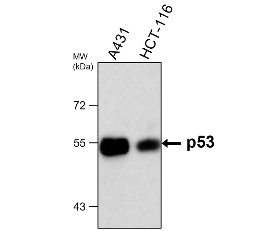 IRM021 p53 monoclonal antibody [DO-1] WB image