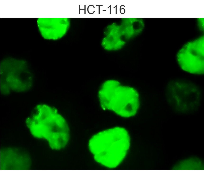 IRM021 p53 monoclonal antibody  [DO-1] ICC/IF image