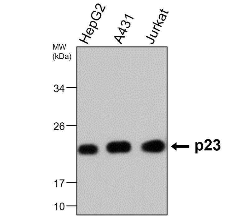 IRM022 p23 monoclonal antibody [G-7] WB image