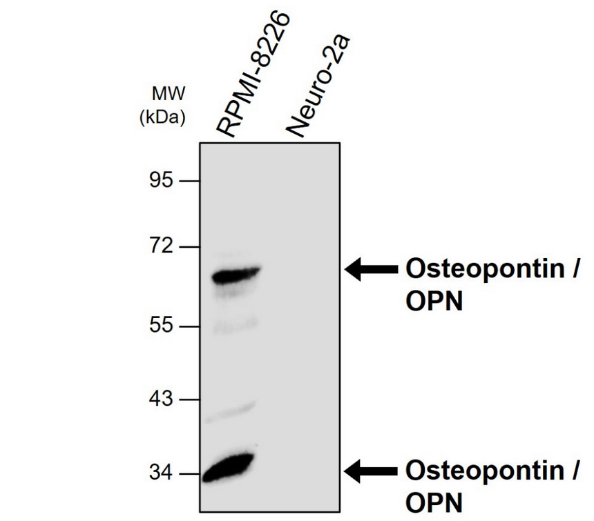 IRM216 Osteopontin / OPN antibody  [C1H3] WB Image 