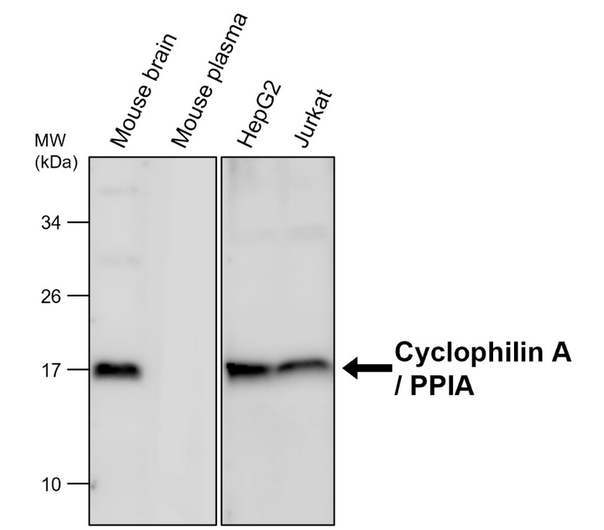 IRPA2301 Cyclophilin A / PPIA antibody WB image