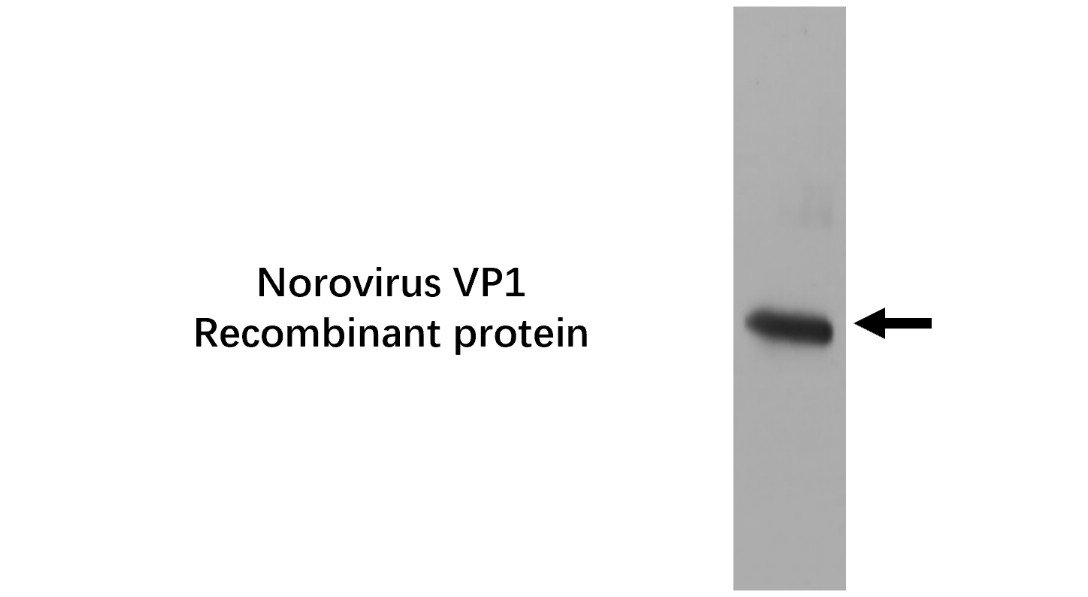 IRV008 anti Norovirus VP1 Monoclonal antibody [IR11C] WB image