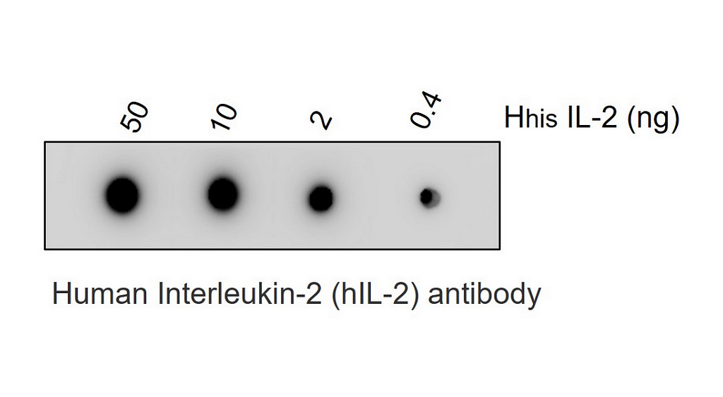 IRM323 IL-2 antibody [MB2] WB Image