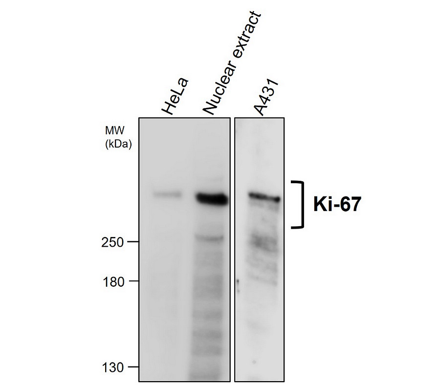 IR212-1 Ki-67 antibody WB image