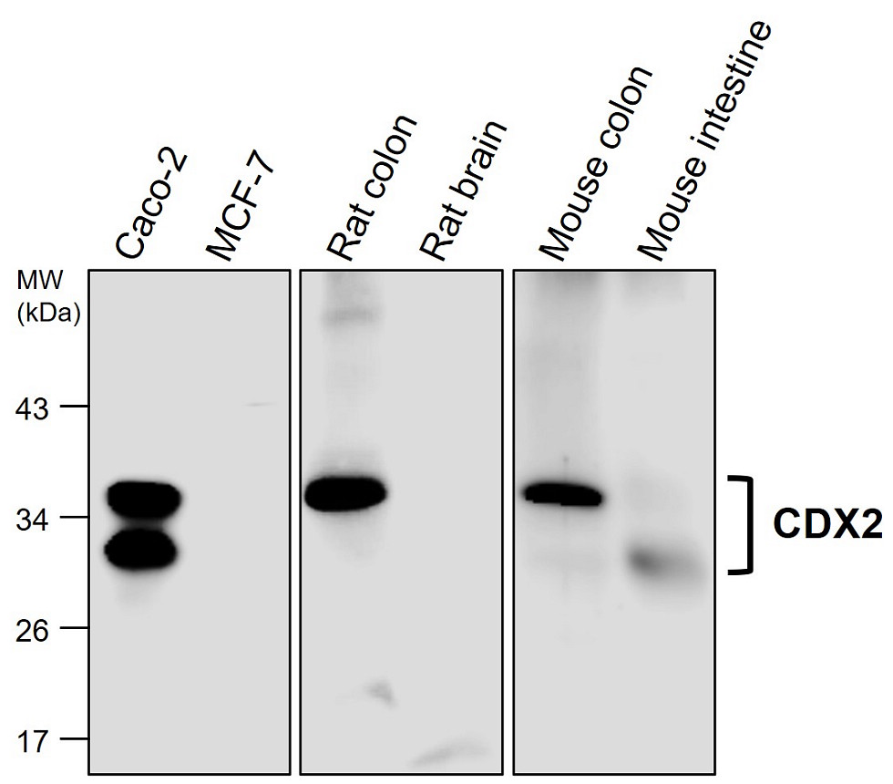 IR351-953 anti-CDX2 antibody WB image