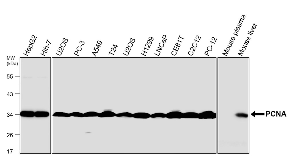 IR357-1 anti-PCNA antibody WB image