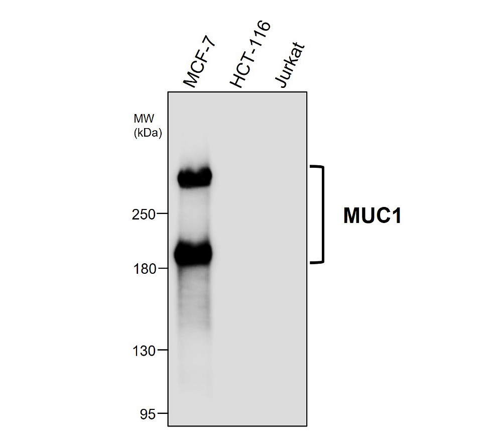 IR221-860 anti-MUC1 antibody WB image