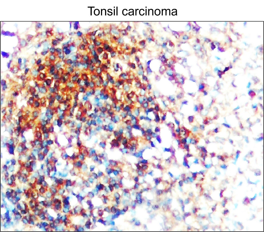 Toll-like Receptor 7 antibody 