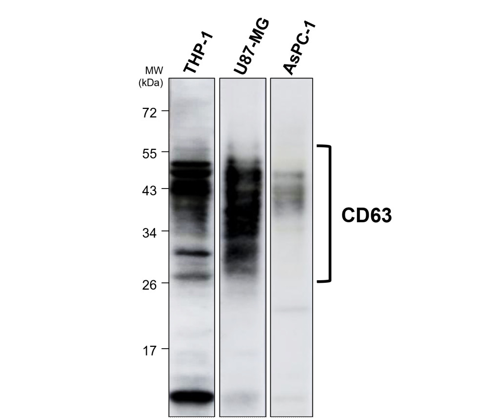 CD63 antibody