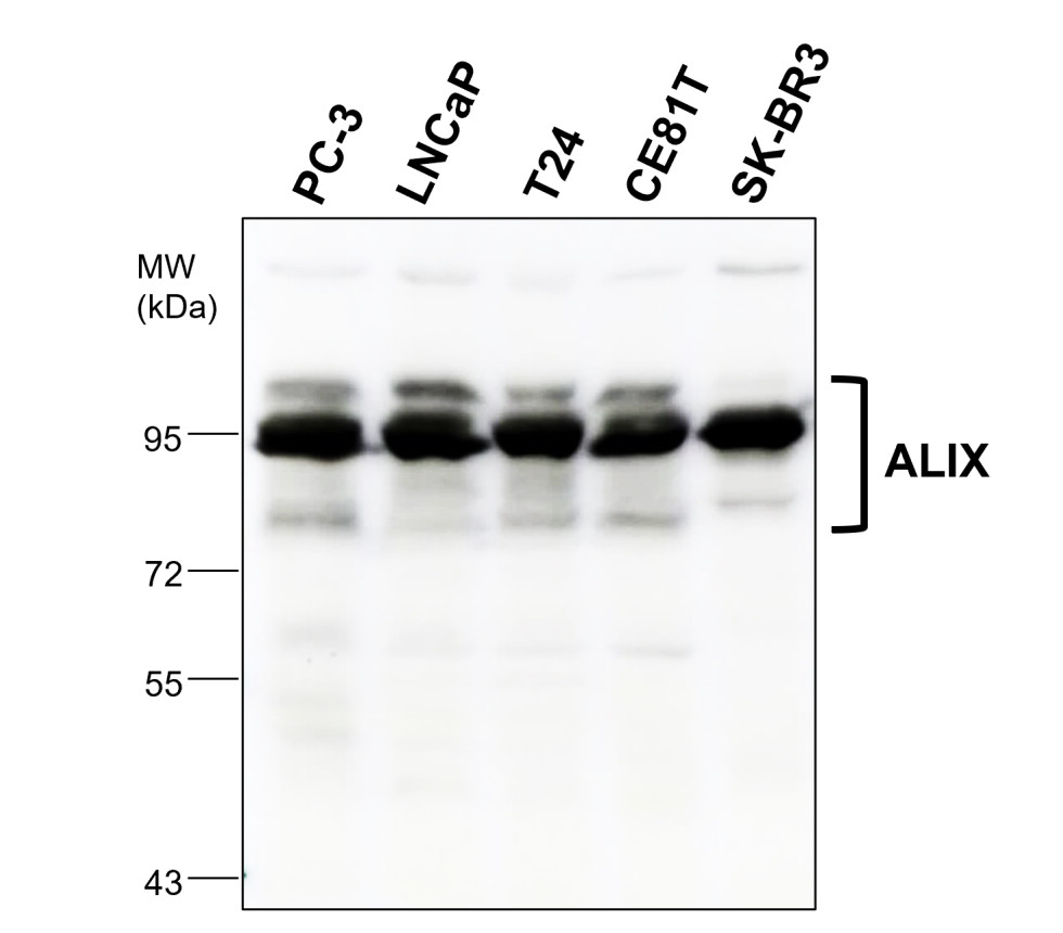 ALIX antibody