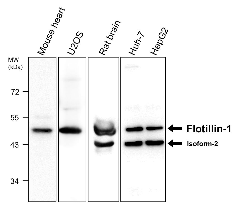 Flotillin-1 antibody