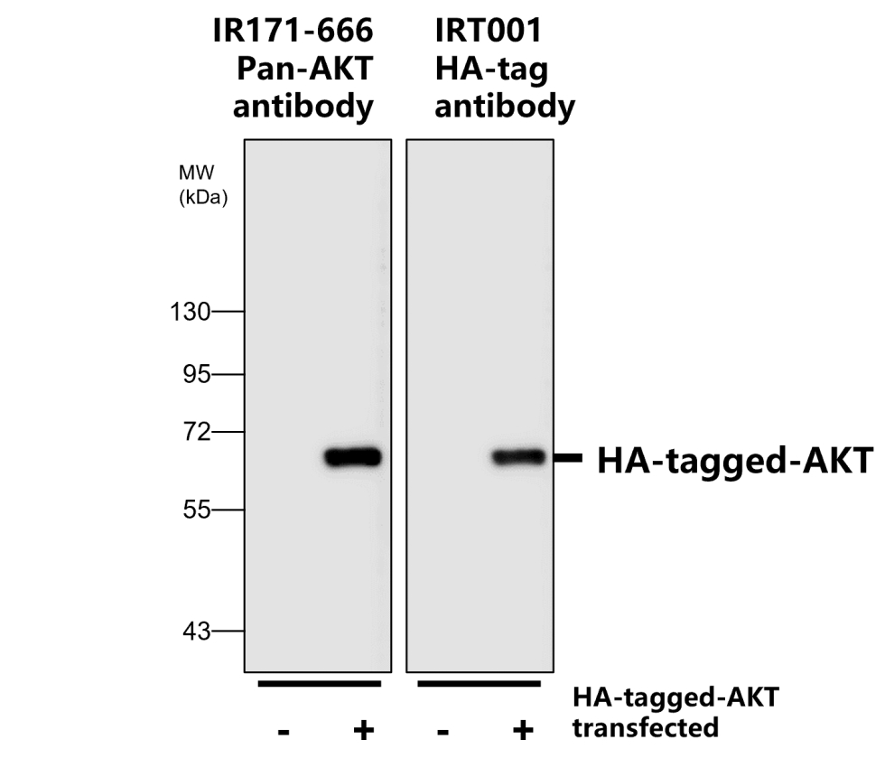 HA-tag antibody