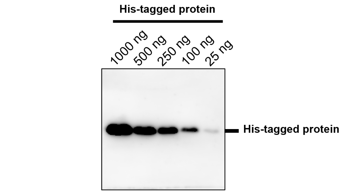  His-tag antibody