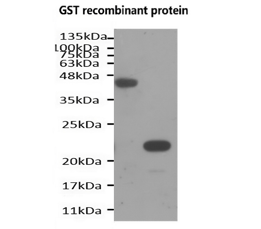 GST tag [6D] monoclonal  antibody