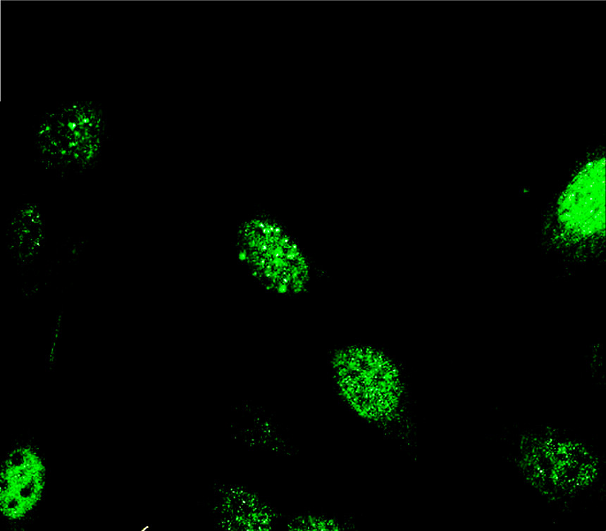  IR357-1 anti-PCNA antibody ICC/IF image