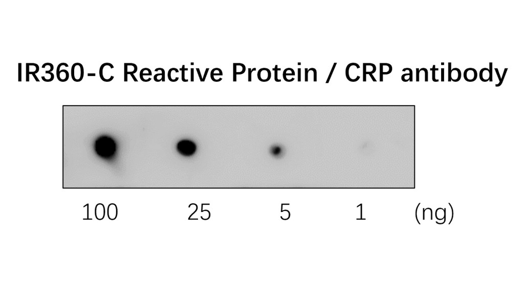 IR360 anti- C Reactive Protein / CRP antibody WB image