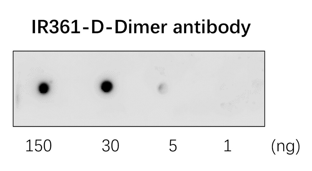 IR361 anti D-Dimer antibody WB image