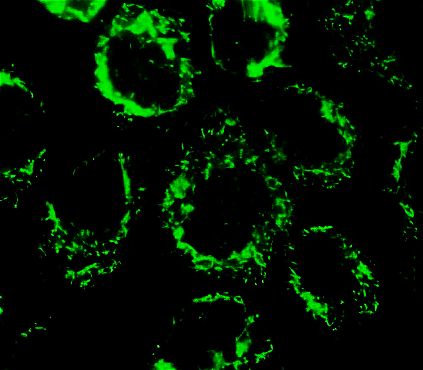 IRFS4042-Mouse anti-rabbit IgG, FITC Conjugated antibody