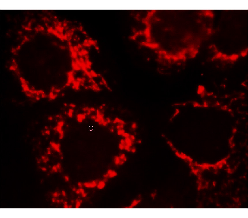 IRFS4052-Mouse anti-rabbit IgG, PE Conjugated