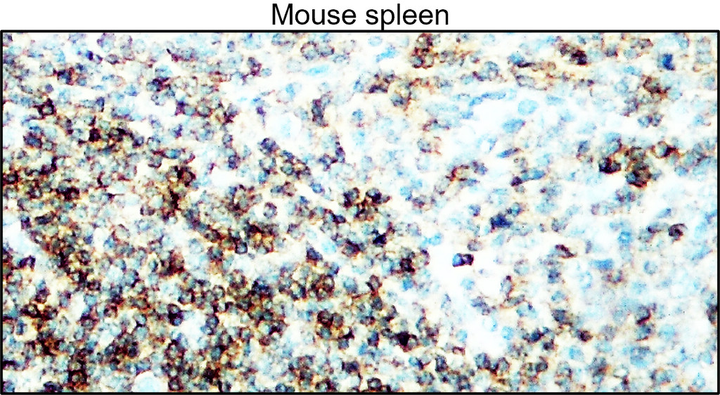 IRR005 mouse CD45 antibody [30F11] IHC image 