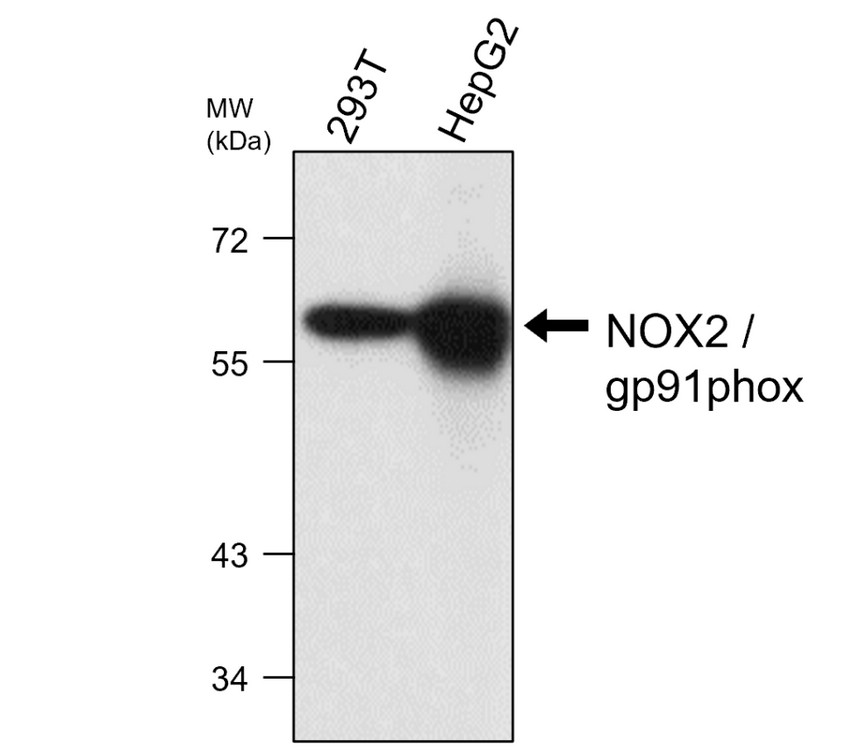 IRM024 NOX2 gp91phox, monoclonal antibody  WB image