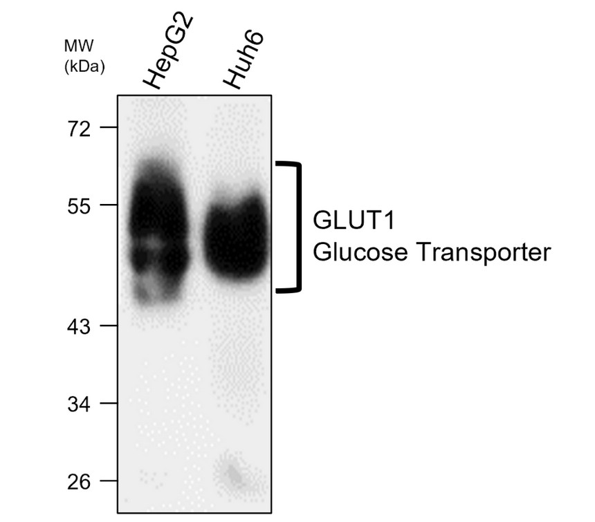 IRM026 GLUT1 Glucose Transporter,  monoclonal antibody WB image 