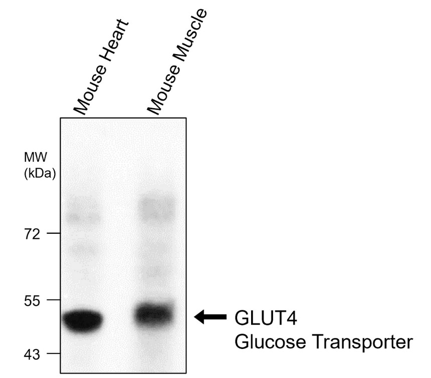 IRM027 GLUT4 Glucose Transporter,  monoclonal antibody WB image 