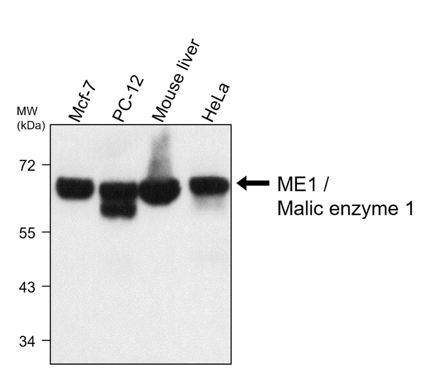 IRM025 ME1 / malic enzyme 1, monoclonal antibody WB image 