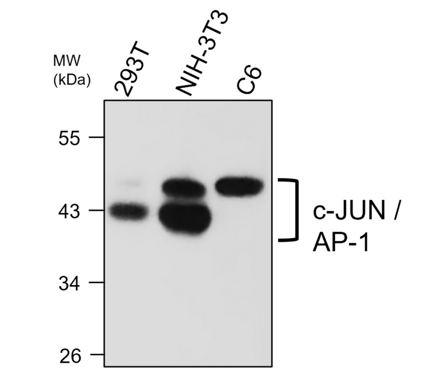 IRM029 c-JUN / AP-1, monoclonal antibody  WB image