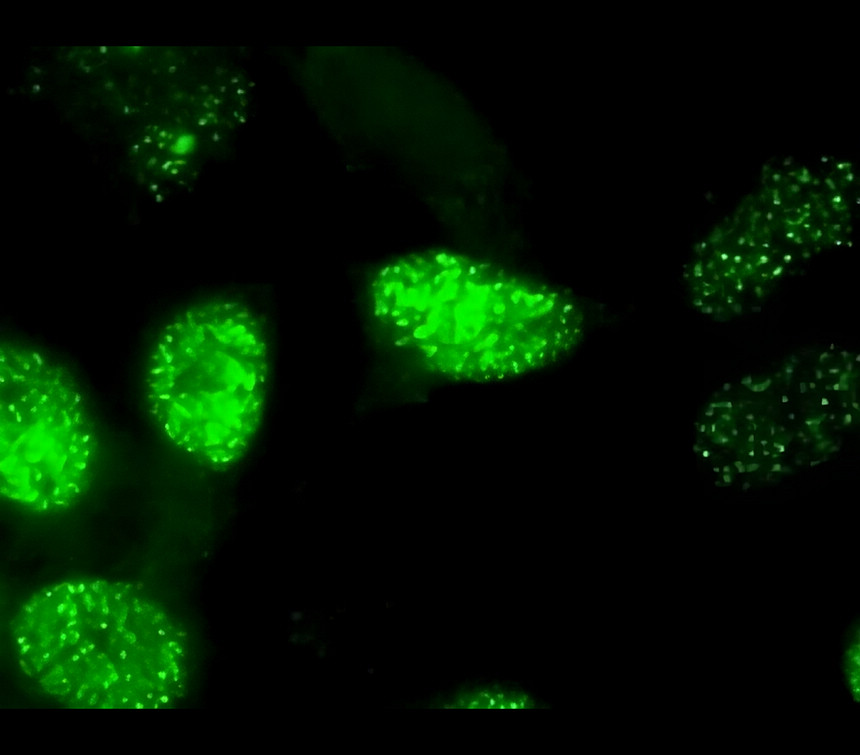 IRM029 c-JUN / AP-1, monoclonal antibody  ICC/IF image