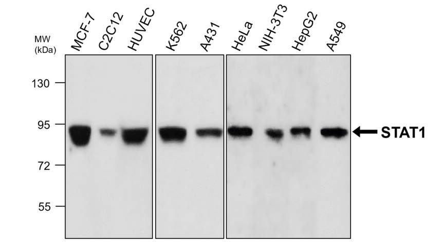 IRM031 STAT1, monoclonal antibody WB image