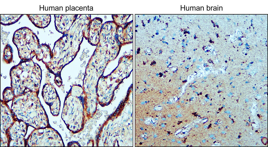 IR9-6 LAMP1 antibody IHC image