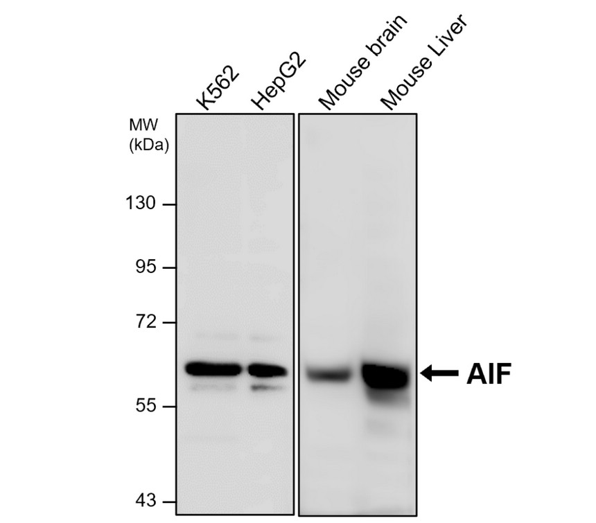 IRM405 AIF / M1 monoclonal antibody  WB Image 