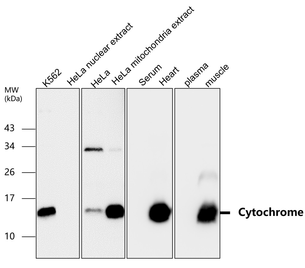 Cytochrome C antibody