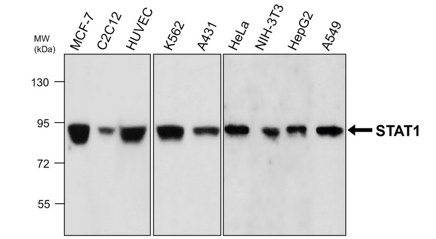 STAT1, monoclonal antibody 