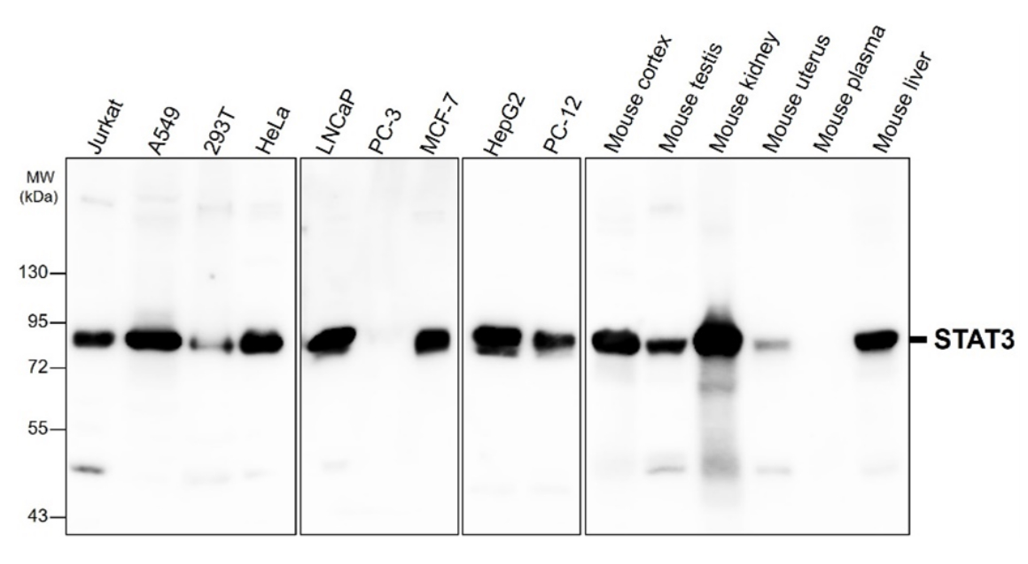  STAT3 antibody 