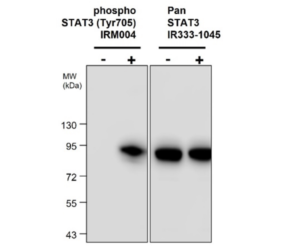 STAT3 Phospho (Tyr705), monoclonal  antibody