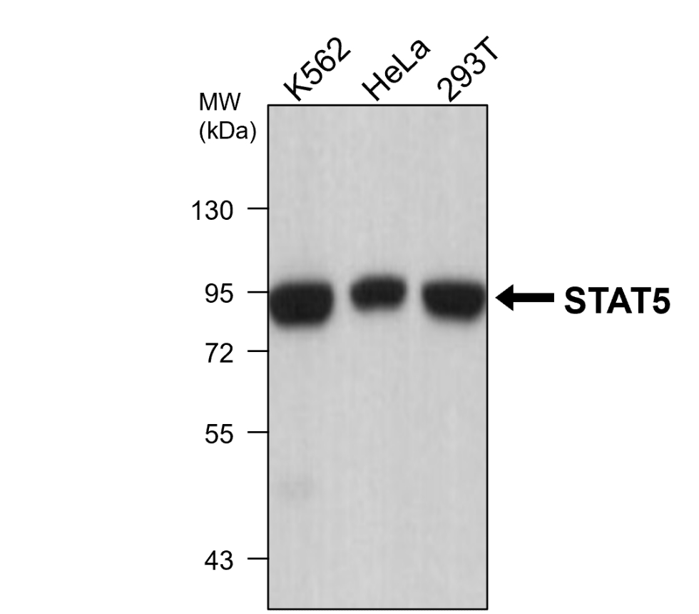 STAT5, monoclonal antibody