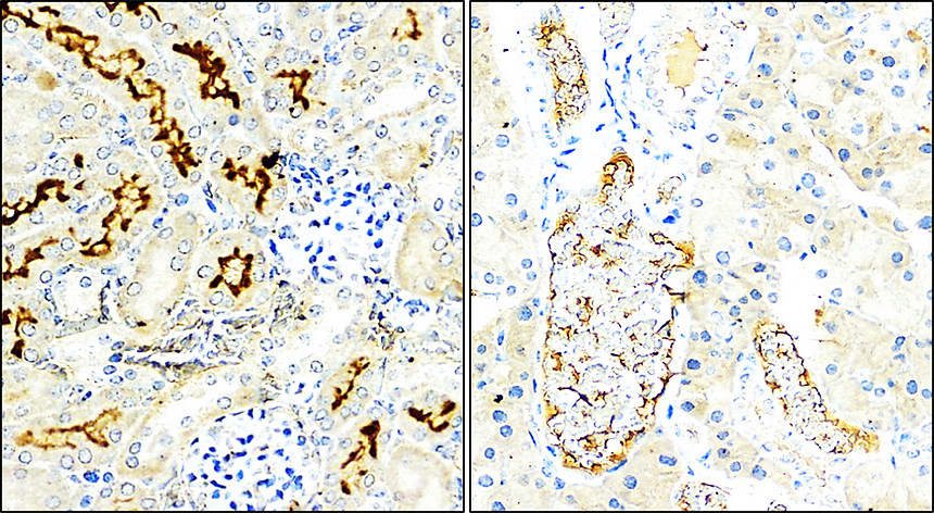 Customer feedback Image IR57-195 anti-Occludin antibody IHC image