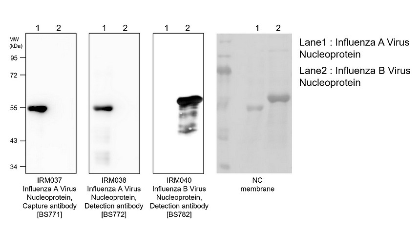 IRM037 Influenza A Virus Nucleoprotein, Capture antibody [BS771] 
