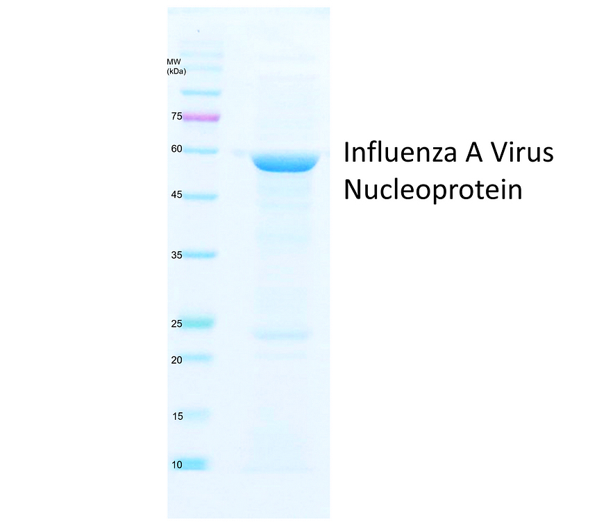 IRRP7010 Influenza A Virus Nucleoprotein
