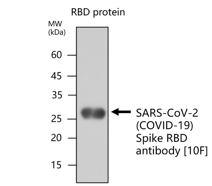 IRM042 anti-SARS-CoV-2 (COVID-19) Spike RBD antibody [10F] WB image