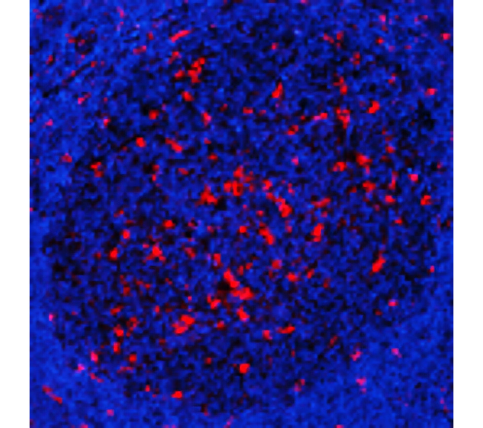 CD68 antibody